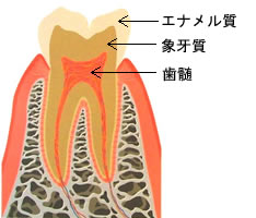 正常な歯断面